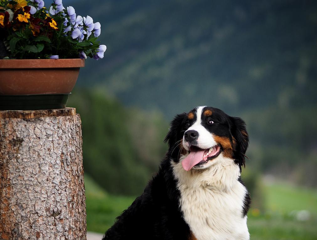 Haus Waldruhe Apartment San Candido Luaran gambar